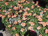 03 - Butchard Gardens  - IMGA0247